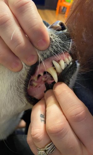 2-Dental-Care-Page-Replace-2-pictures-at-the-bottom-of-the-page-min