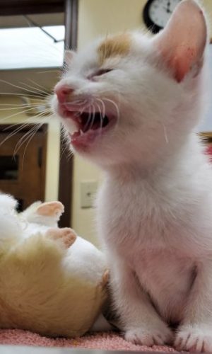 White-Kitten-min-400x516